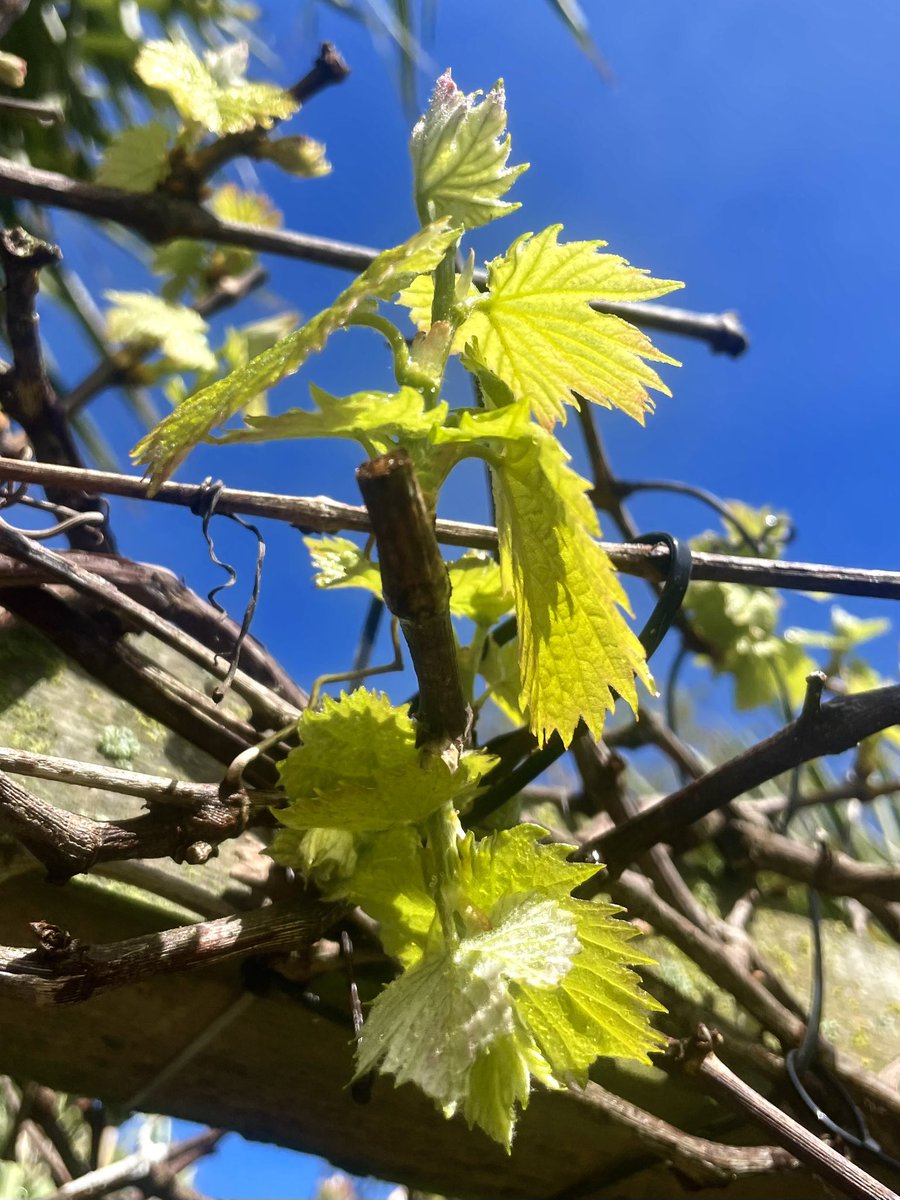 Clive Hart tweet media