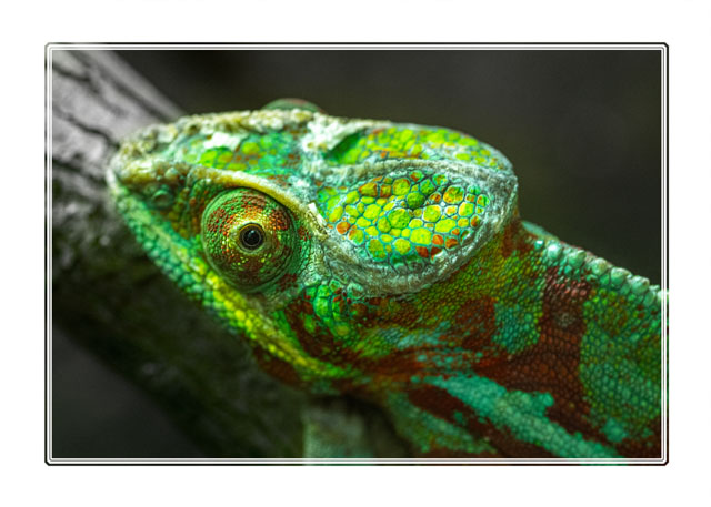 photos_dsmith's tweet image. A #panther #chameleon rests on a #warm branch waiting for its next #meal. Its colours blend into the #environment with ease. The work that takes place at @chesterzoo is magnificent and we should all support #animal #conservation. #wildlifephotography #naturelovers #nature