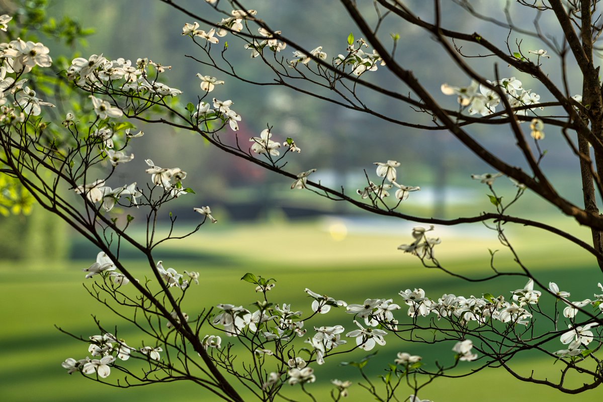 TheMasters's tweet image. Where No. 11 gets its name. White Dogwood welcomes competitors to Amen Corner. #themasters