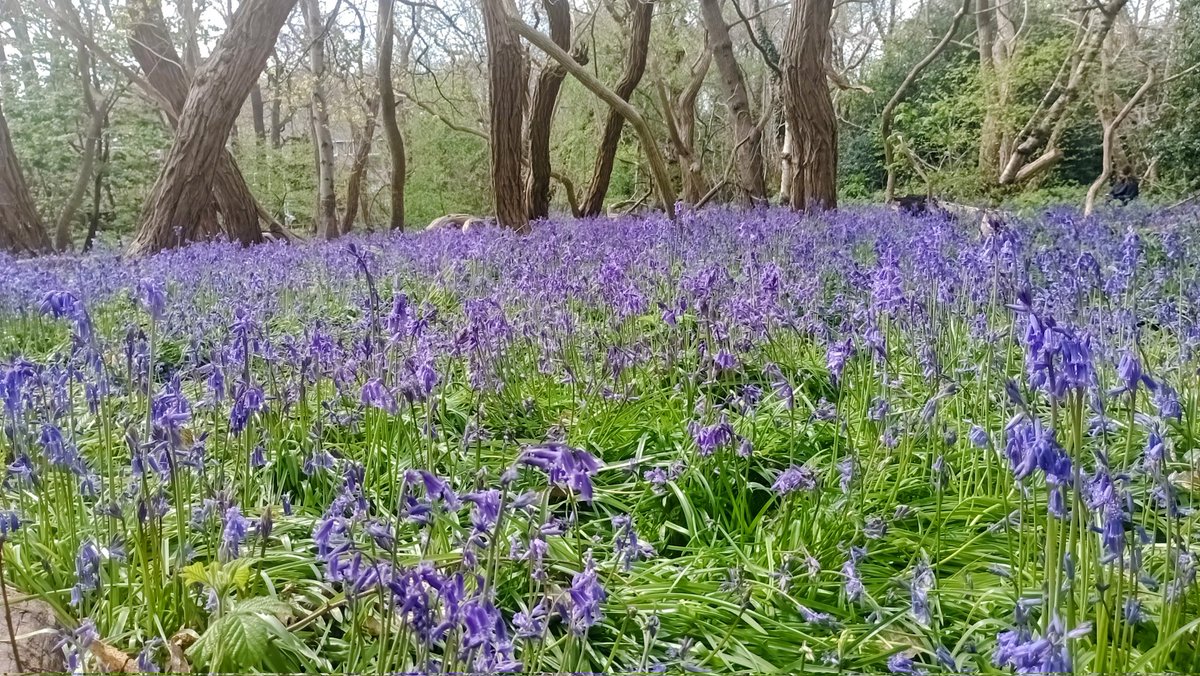 Mark Barden 🇪🇺 tweet media