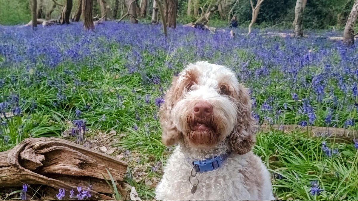 Mark Barden 🇪🇺 tweet media