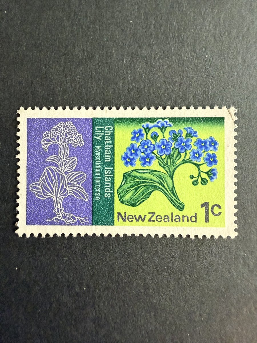 Philatelovely's tweet image. Good AfterNooN everybody!! It’s the letter N today in the a-z of Flowers on Stamps. Here are my stamps, please share yours too.

Netherlands 🇳🇱 
New Zealand 🇳🇿 

#stampcollecting #stamps #philately