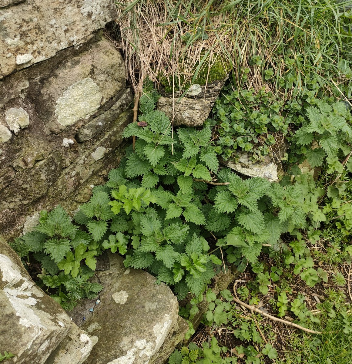 Ireland's Trees & Mythology tweet media