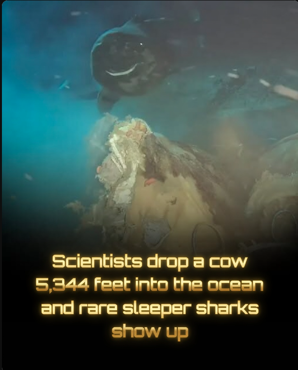 Rainmaker1973's tweet image. Scientists dropped a cow carcass 5,344 feet (1,629 meters) into the deep ocean — and eight Pacific sleeper sharks showed up.

The experiment, conducted in the South China Sea, was designed to simulate a “whale fall” — the phenomenon where a dead whale sinks and creates a rich,