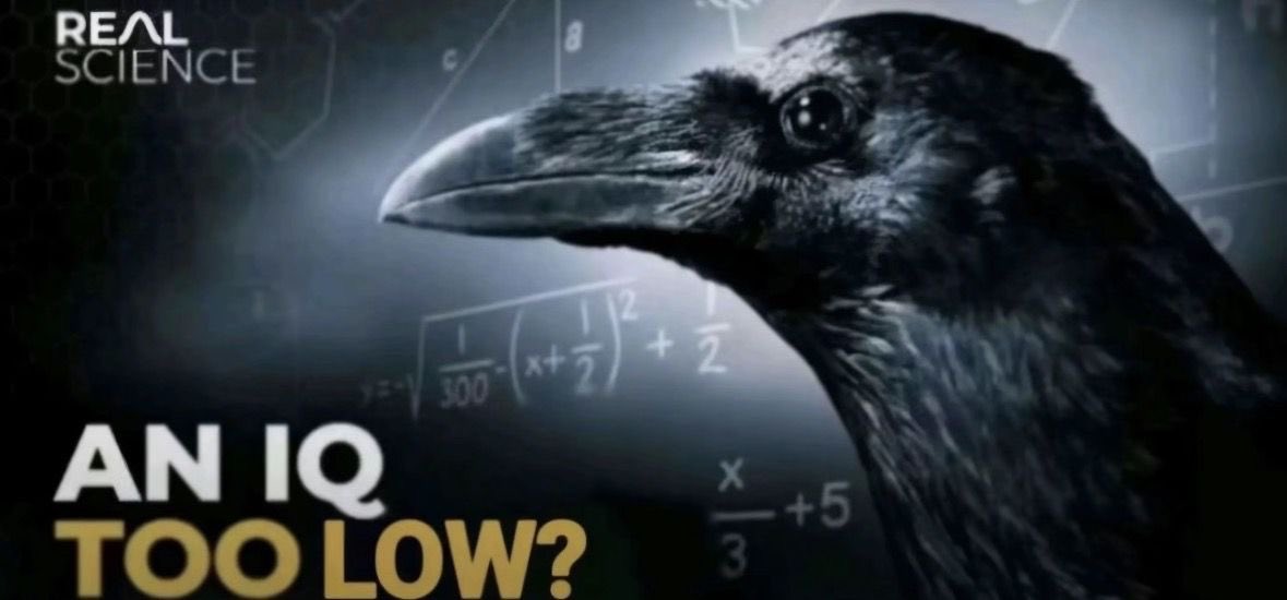 era 🩸 tweet media