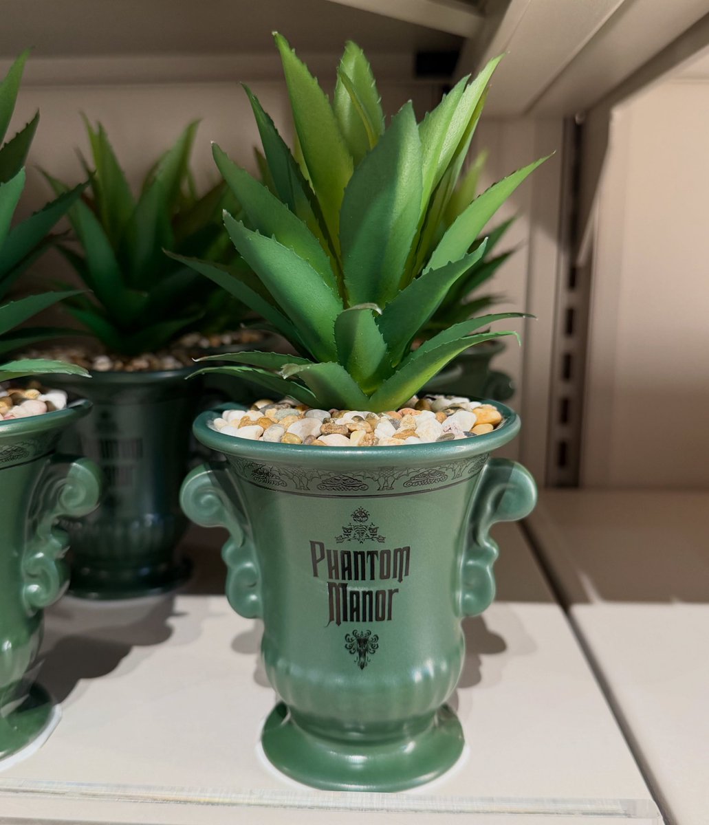 🧞‍♂️ Cave 0f Wonders tweet media