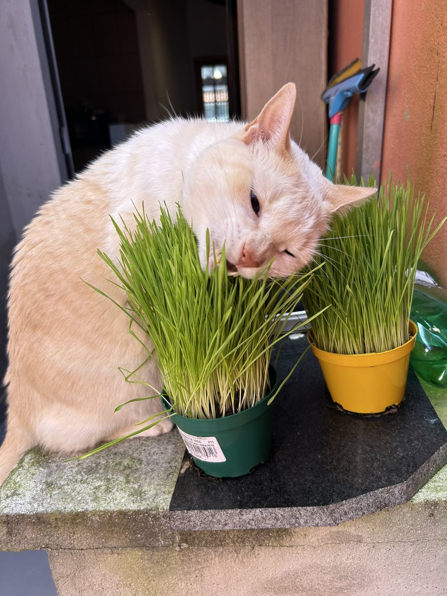 ariraninha 🪭 tweet media