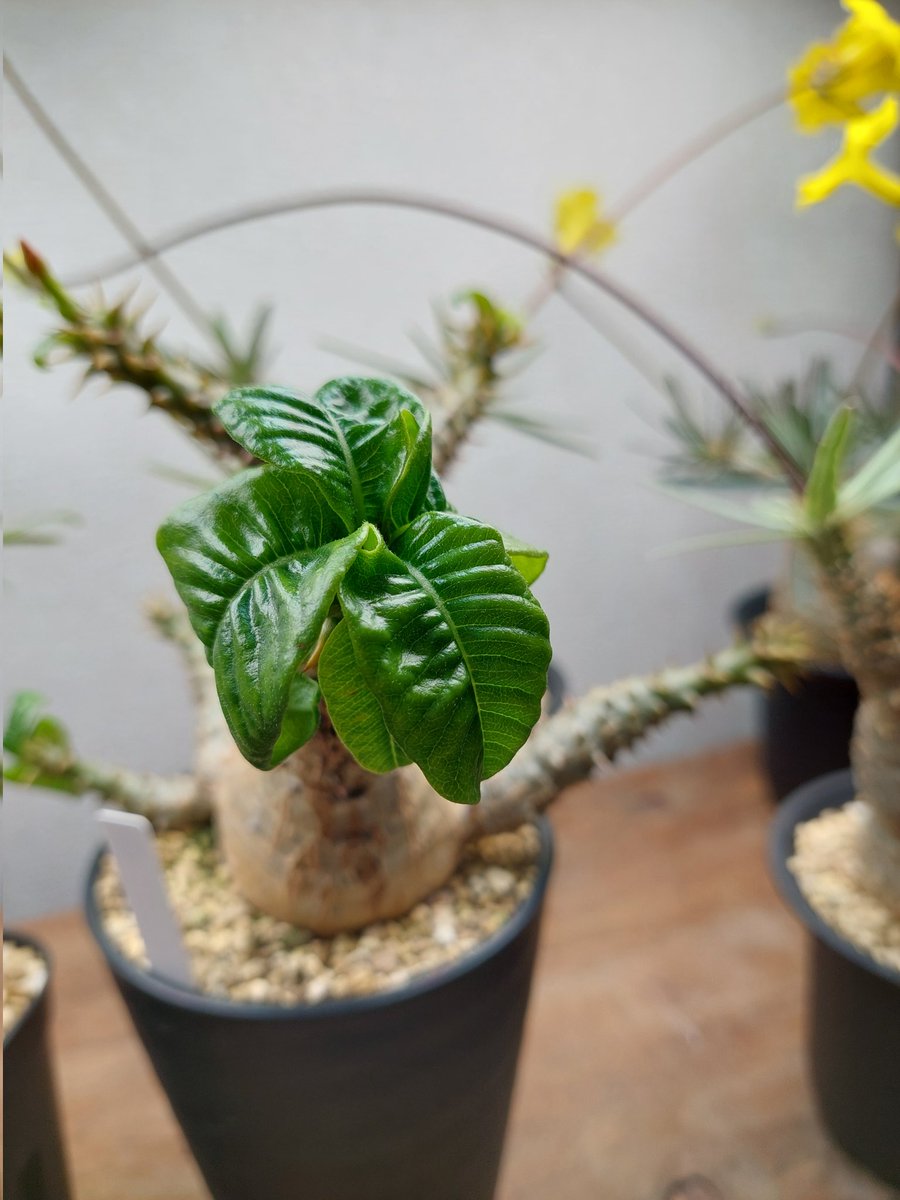 すれっしー tweet media