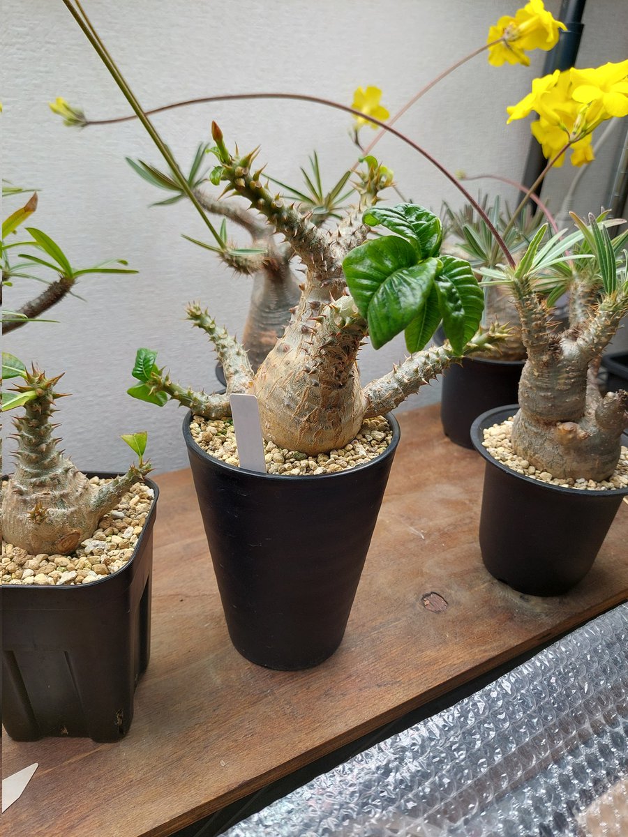 すれっしー tweet media