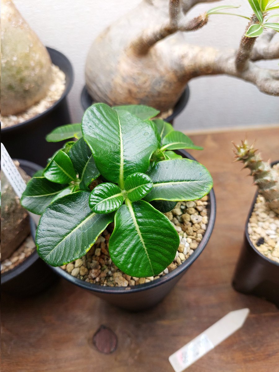 すれっしー tweet media