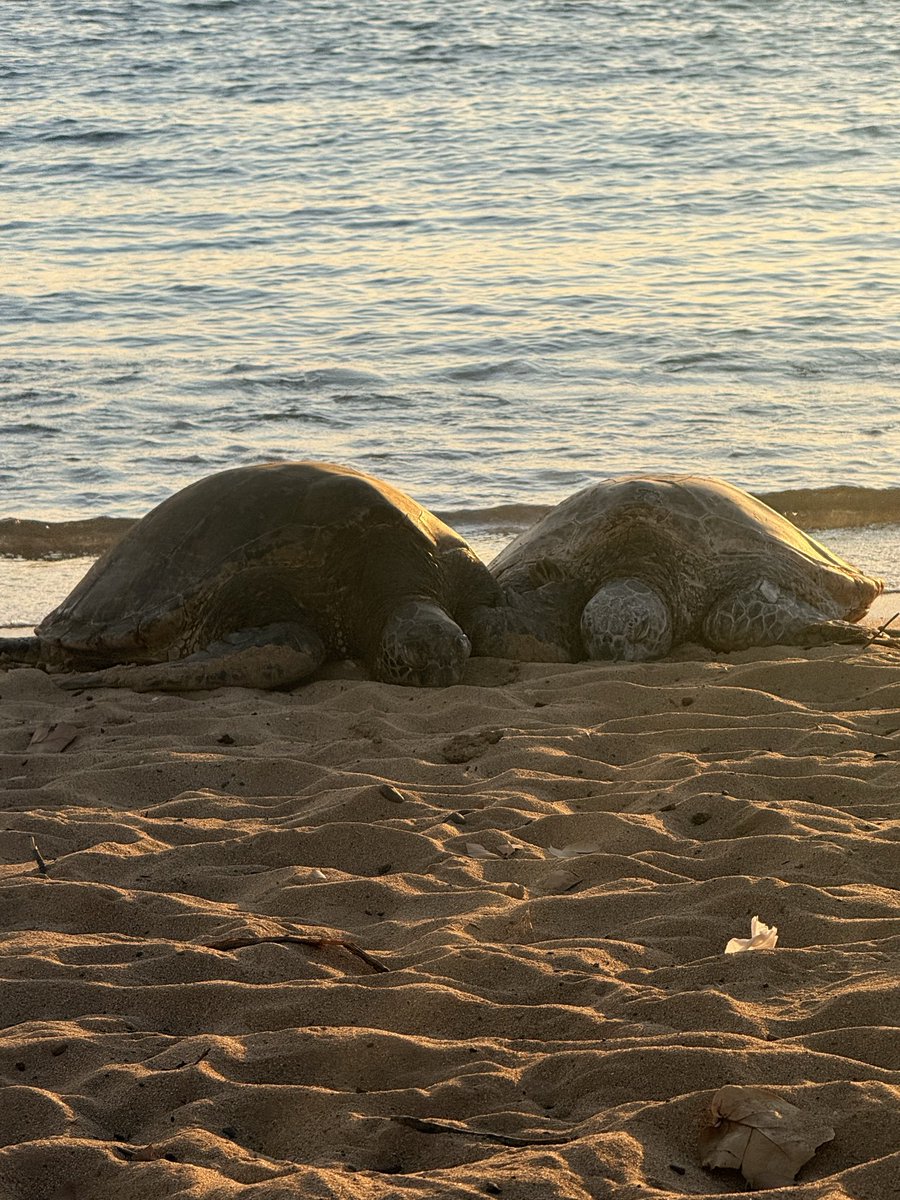 Cubs Prospects - Bryan Smith tweet media