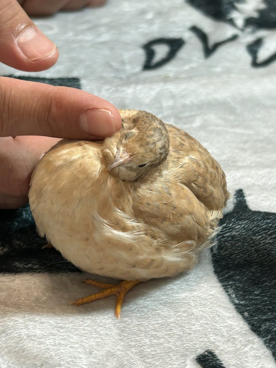 ぶんぶかかぽ tweet media