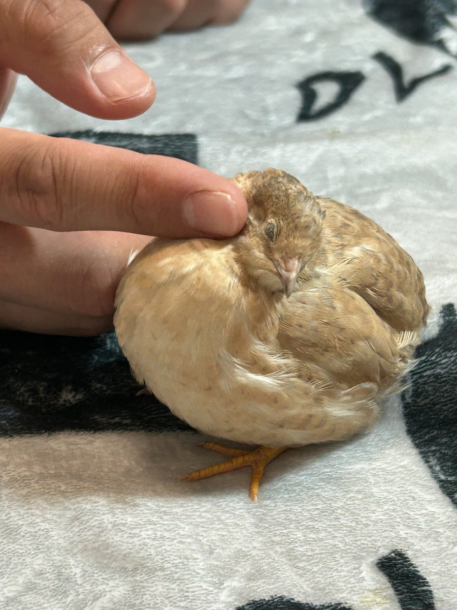 ぶんぶかかぽ tweet media