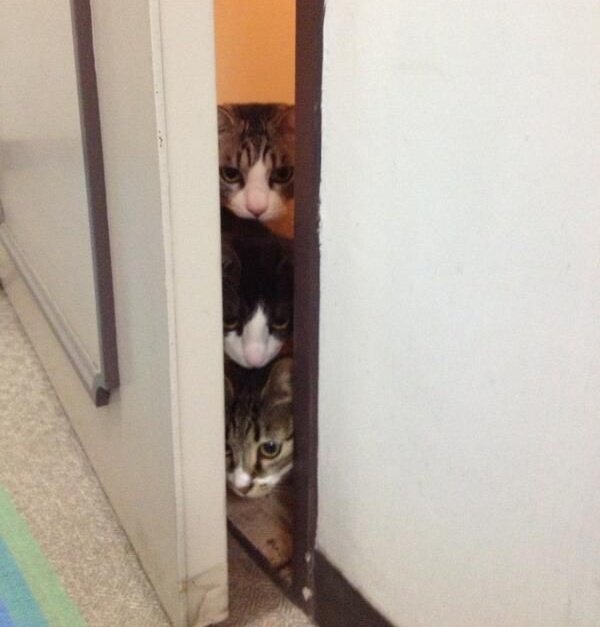 meowperth thinker 💭 tweet media