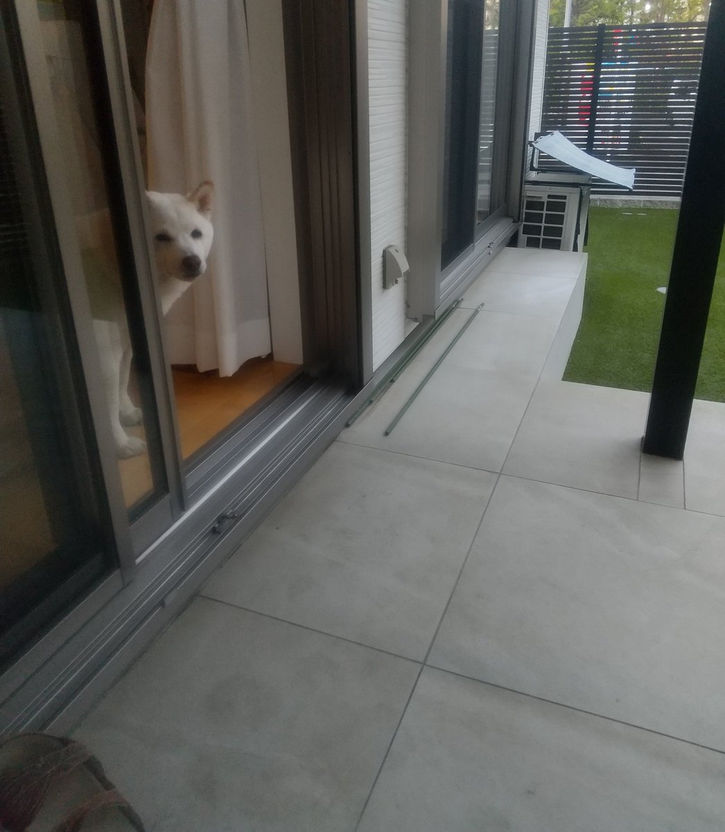 柴犬KOTARO＆パパ tweet media