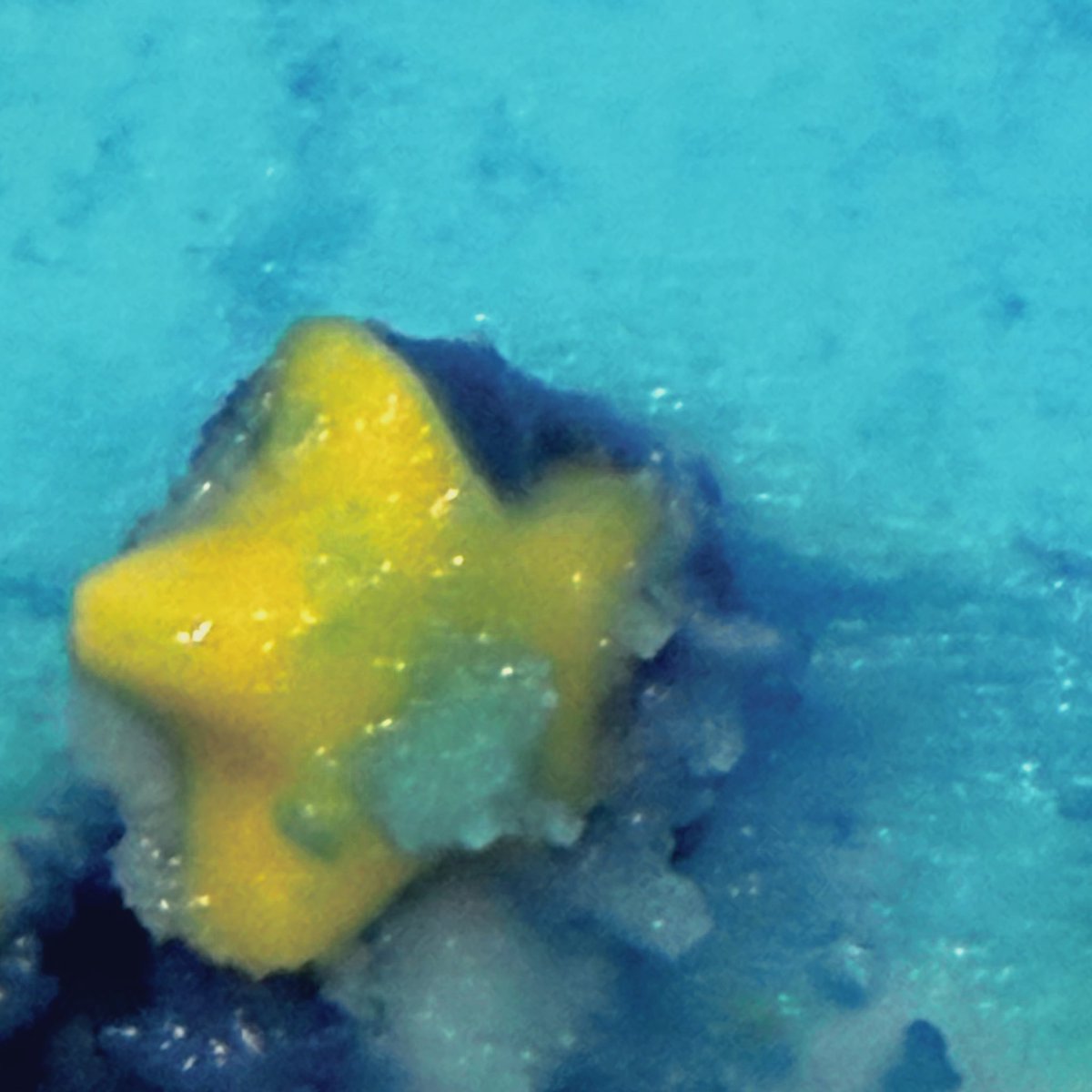 すいにゃす tweet media