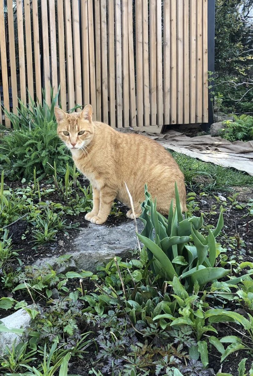 Guelph Lost Pets tweet media