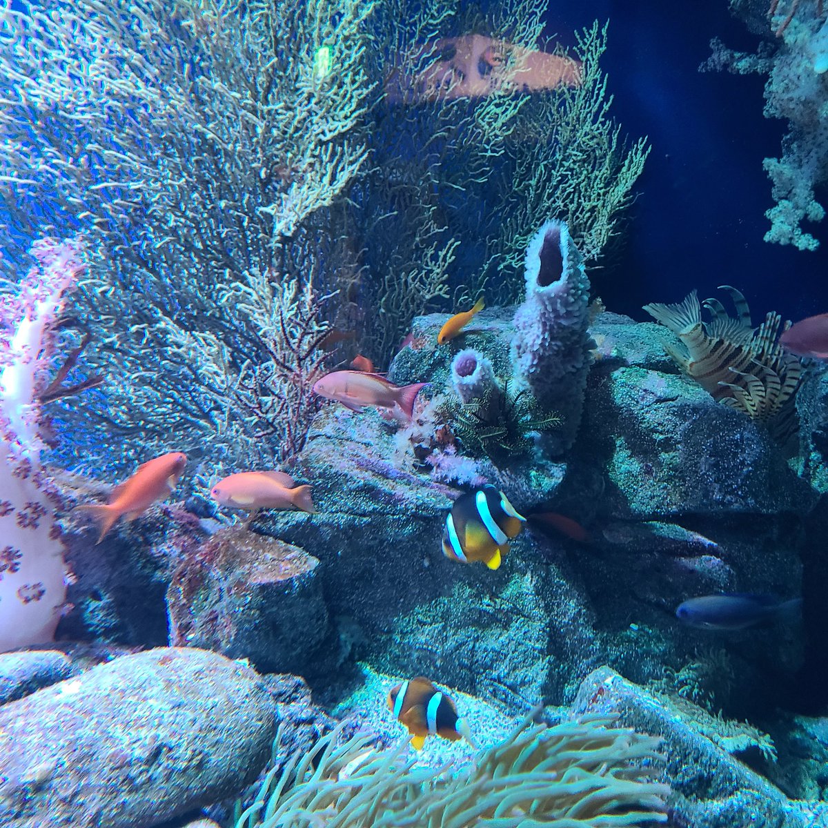 ｱ ﾔ ｶ tweet media