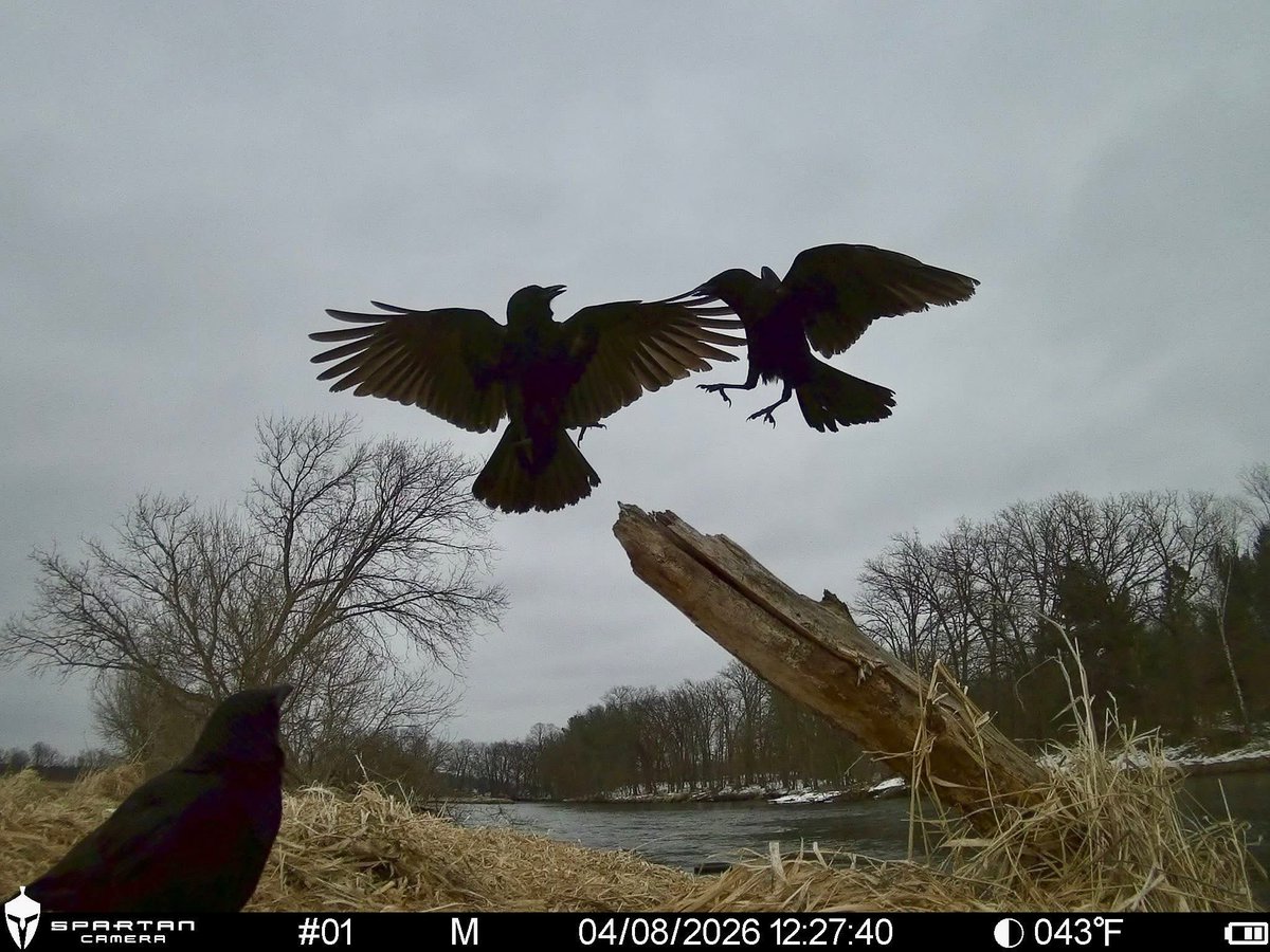 trailcam tweet media