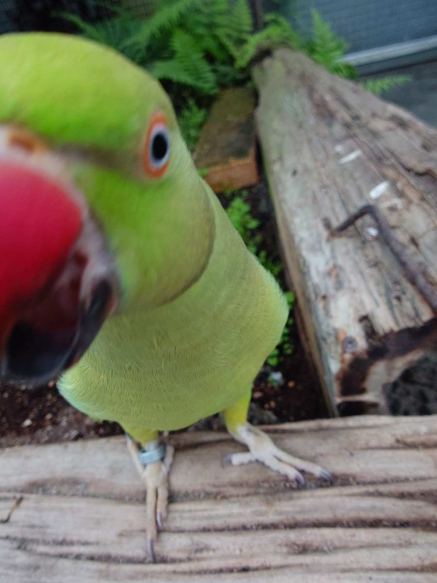 Runuusisu_'s tweet photo. #掛川花鳥園 https://t.co/huMnMz2xt9