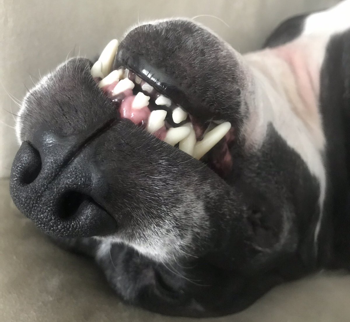 Sweet Man Stan tweet media