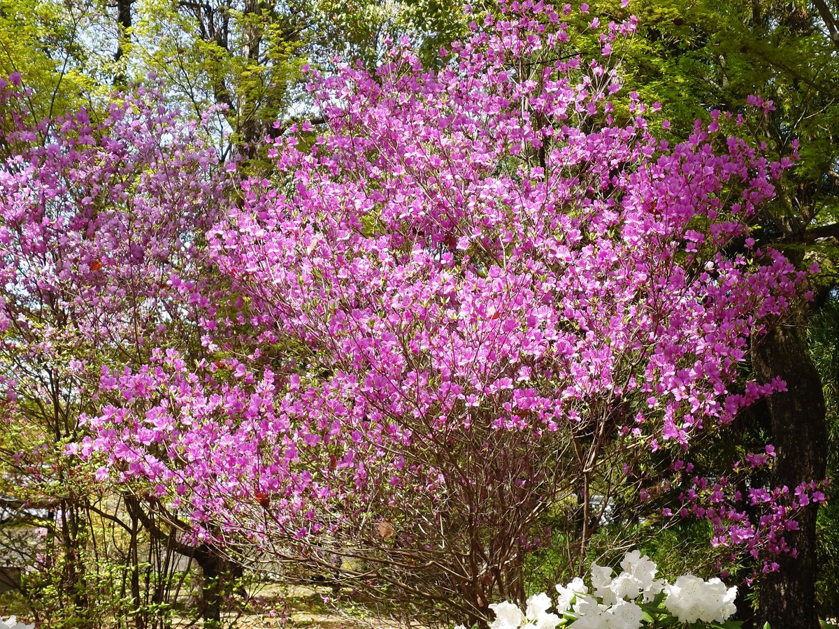 tsuda_watari's tweet photo. 1泊2日の旅行！
推し活ついでに桜を見に行ってました
ほんとに景色や花を見るのが好きすぎて和むよ( *´ω`* )来年も行きたいな https://t.co/aOU2d3rojQ