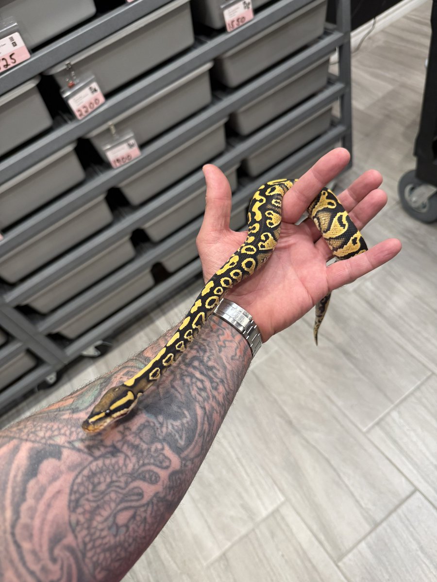 Koil_snakes's tweet image. 1.0 Hurricane YB DG DH Hypo Clown
#ballpython #ballpythons