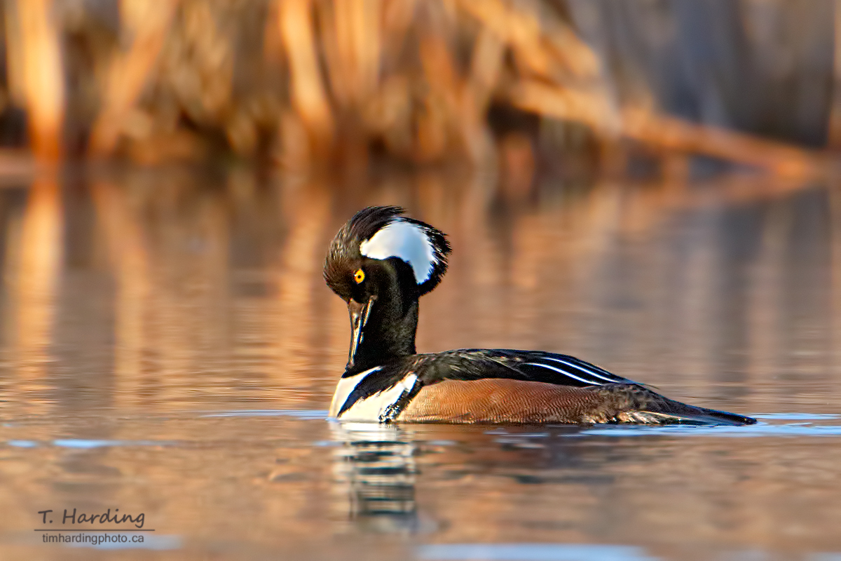 TBoneBarrie's tweet image. The sharpest dresser in the marsh. 🧼🦢 Hooded Mergansers spend hours preening to keep that iconic crest perfect. Beyond the style, they have "serrated" bills designed for the hunt. A golden morning for a boreal favorite.

#birdphotogtaphy #SpringMigration #Canada