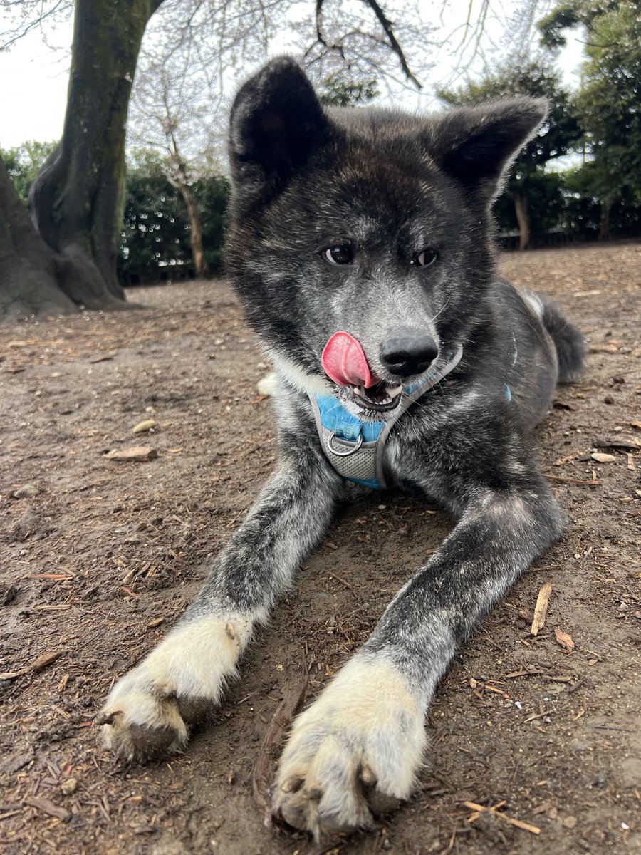 Yuuki@秋田犬しの tweet media