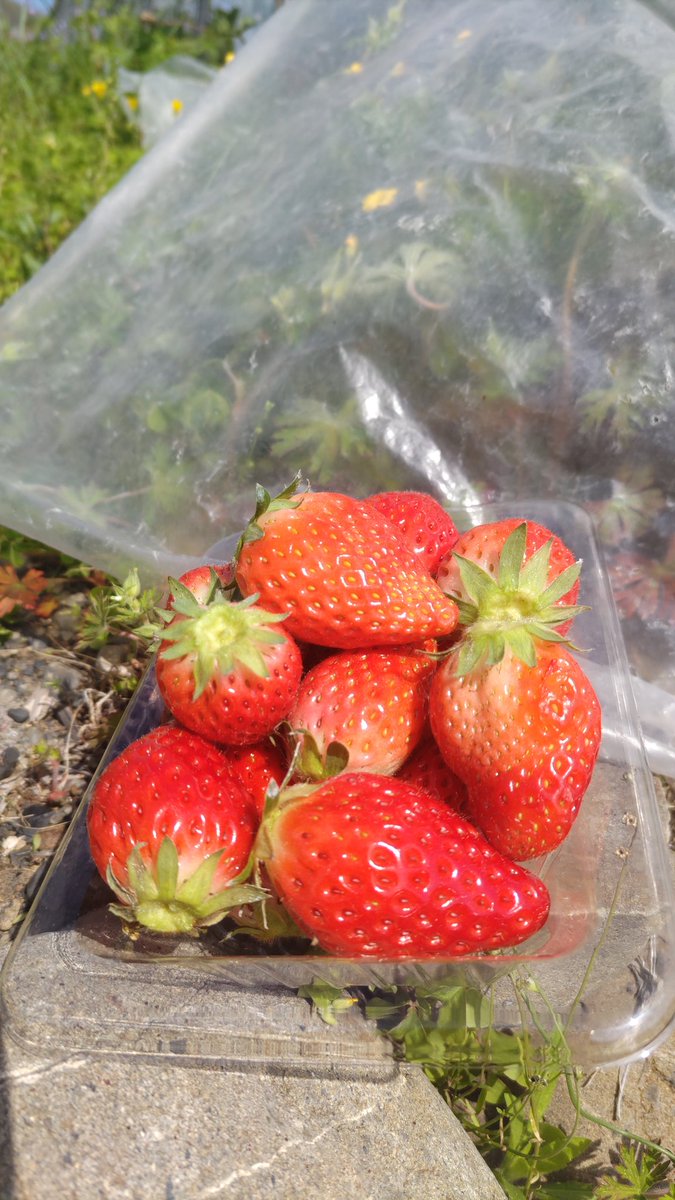 よしりん(555 tweet media