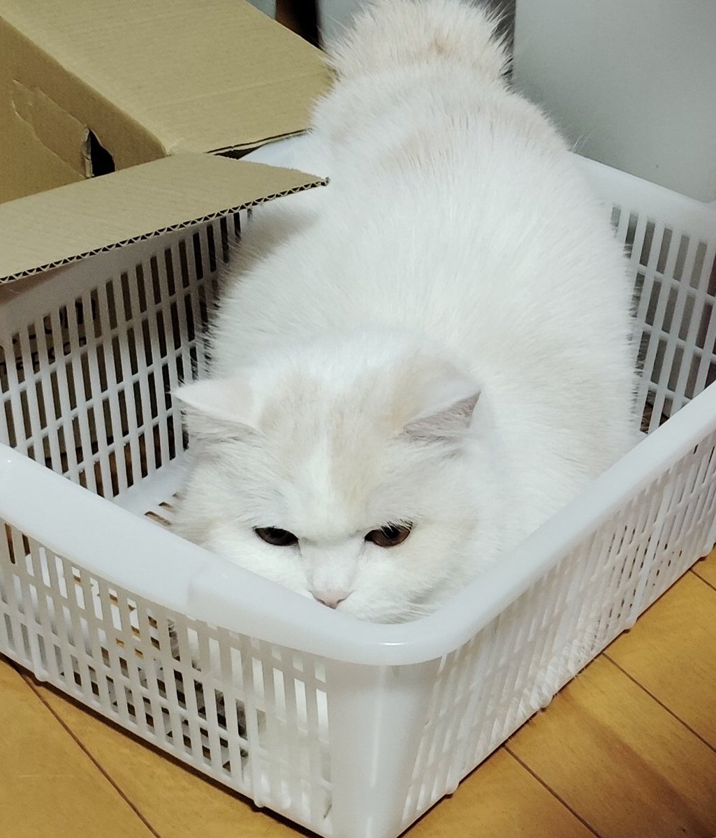 福ちゃん (@fukuchanwhite) / Posts / X