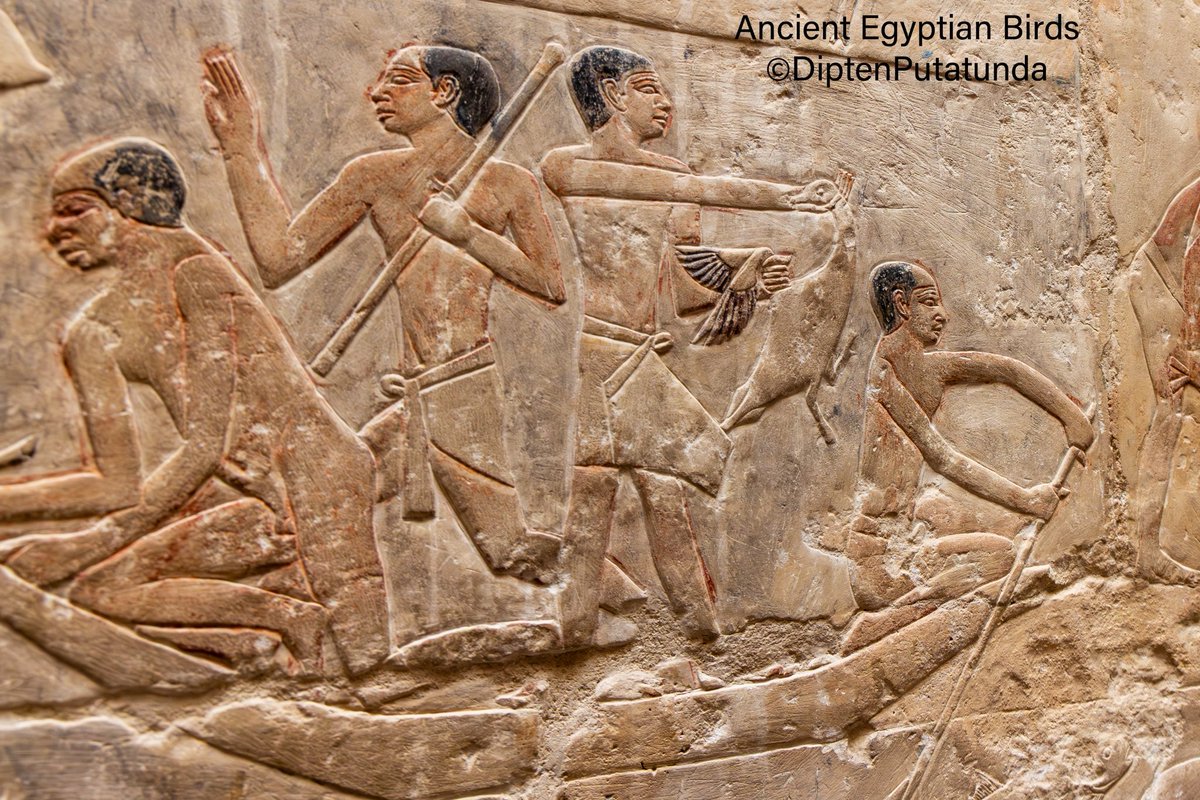 diptensworld's tweet photo. Sunday Travel Pics: @IndiAves

Birds and animals were prominently depicted in the religious, social and daily activities of ancient kingdoms of Egyptian Pharaohs! All Egyptian Temples have birds and animals in decorative temple Reliefs dating back to 3 to 4000 years ago much before the Christian era. Infact Black-headed Ibis was regarded as a representative of God. Ancient Phariahs and Egyptian commoners were Polytheists and worshiped many forms of God. Here are some bird reliefs photo’d from inside Pharoah Tombs and Temples. Ibis as a God; Egrets, Swans and Ibis; duck hunting on the Nile; a herd of Great Egrets some with original pigments from 3000 years go! Expand and enjoy!
 
#travel #wildlife #animals #nature #birds #birding #birdwatching #birdphotography #naturephotography #travelphotography