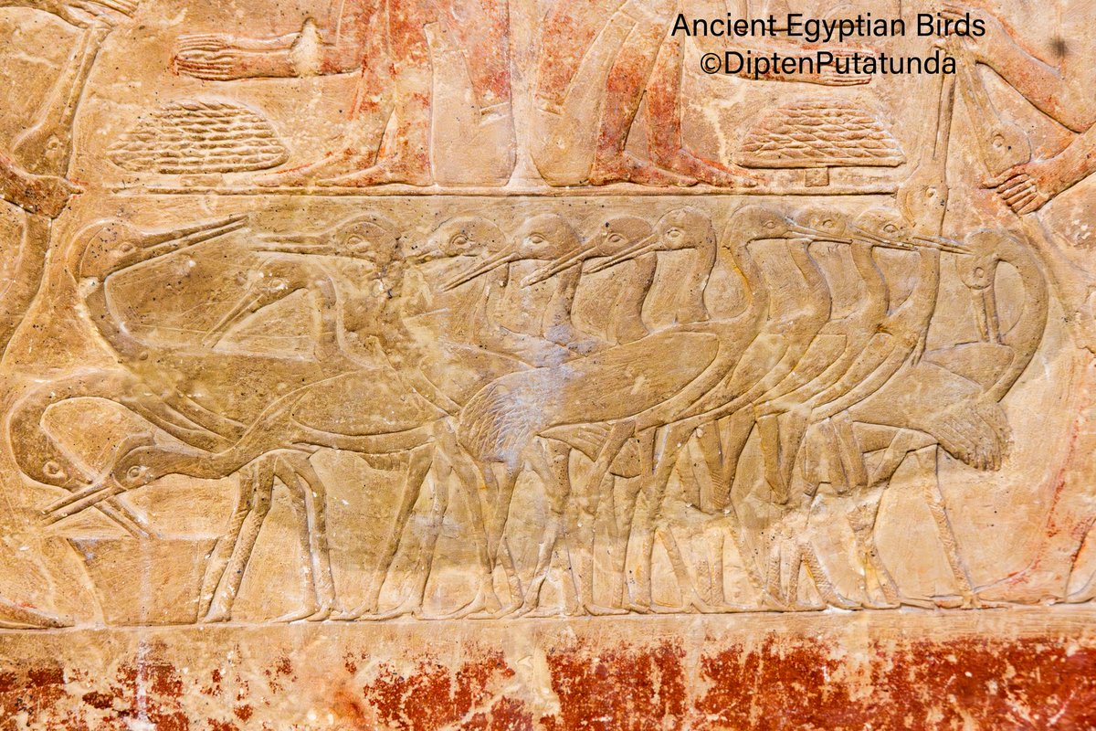 diptensworld's tweet photo. Sunday Travel Pics: @IndiAves

Birds and animals were prominently depicted in the religious, social and daily activities of ancient kingdoms of Egyptian Pharaohs! All Egyptian Temples have birds and animals in decorative temple Reliefs dating back to 3 to 4000 years ago much before the Christian era. Infact Black-headed Ibis was regarded as a representative of God. Ancient Phariahs and Egyptian commoners were Polytheists and worshiped many forms of God. Here are some bird reliefs photo’d from inside Pharoah Tombs and Temples. Ibis as a God; Egrets, Swans and Ibis; duck hunting on the Nile; a herd of Great Egrets some with original pigments from 3000 years go! Expand and enjoy!
 
#travel #wildlife #animals #nature #birds #birding #birdwatching #birdphotography #naturephotography #travelphotography