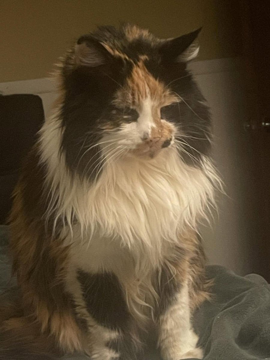 Sara Mary ⭐❤️ tweet media