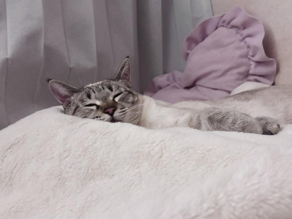 MaPRE®︎ねね tweet media