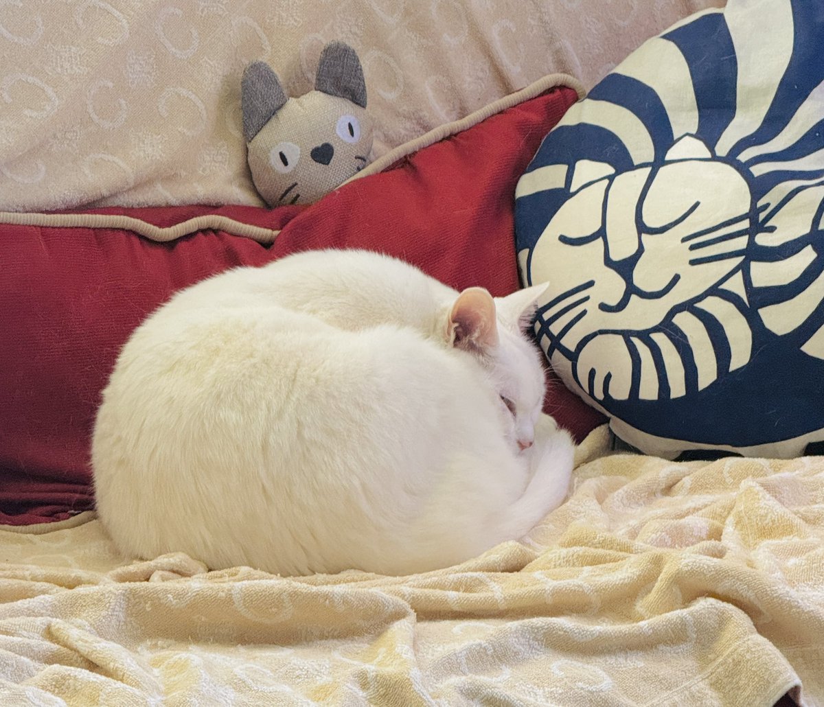 宮沢孝幸(Takayuki Miyazawa) tweet media