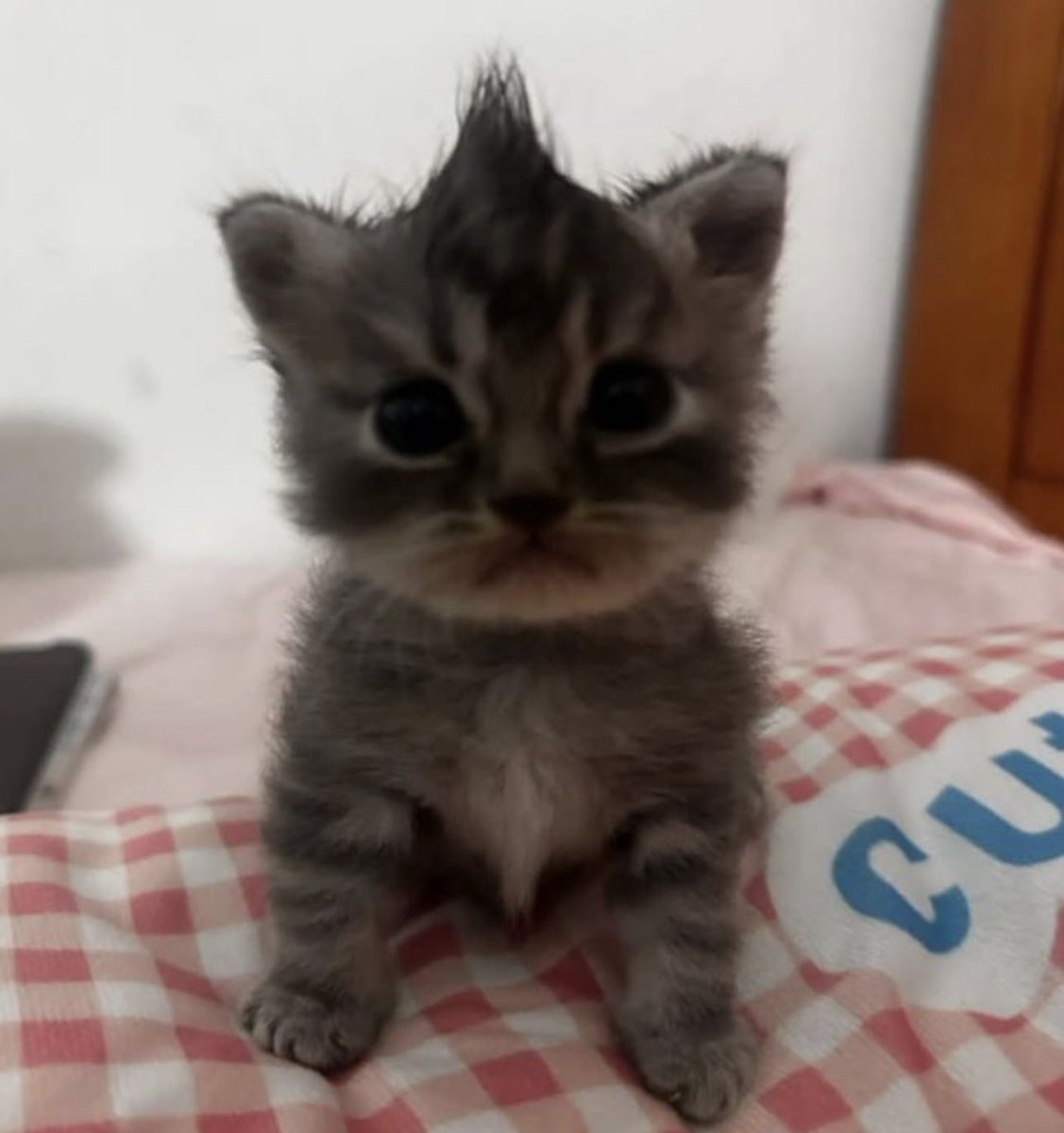 ehkucing😼!!! tweet media