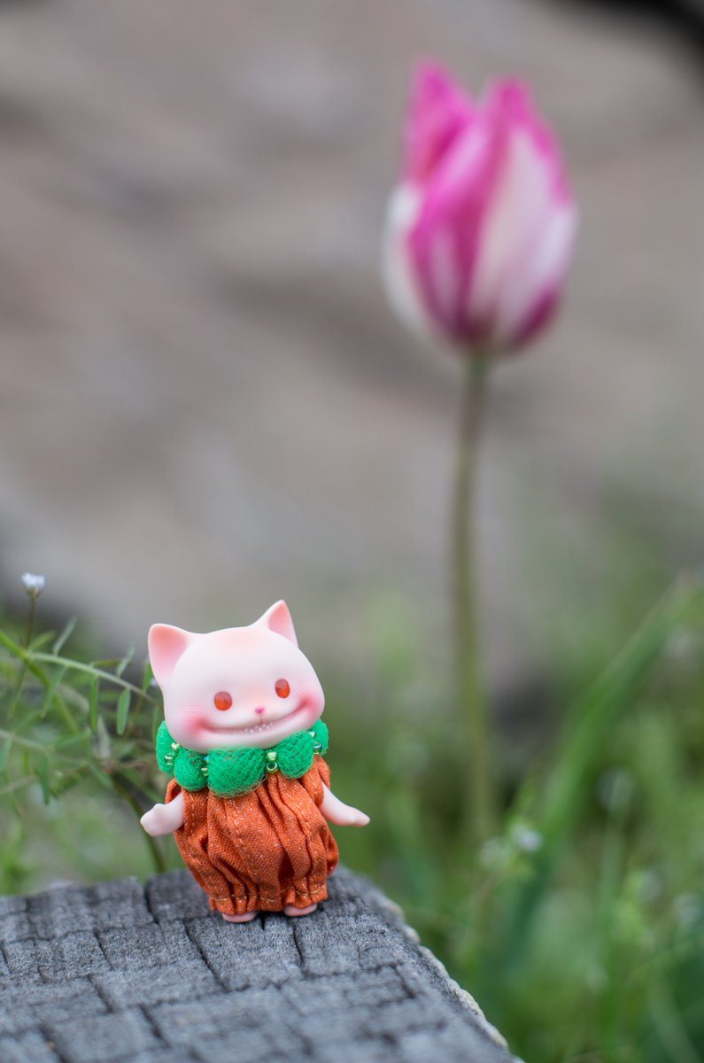 🐱🌷
