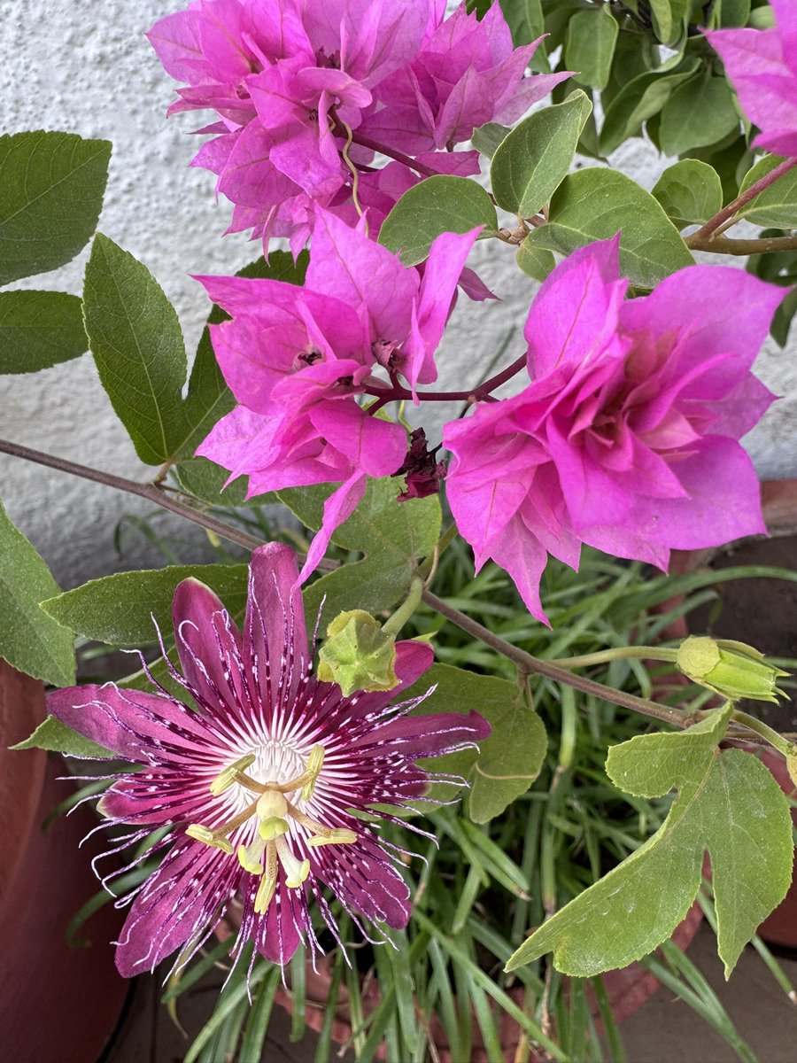 91_parul's tweet photo. Everything speaks when I listen …
Everything blooms when I love ❤️ 
#natureLover #bloom https://t.co/UD2Jd0Wv0z