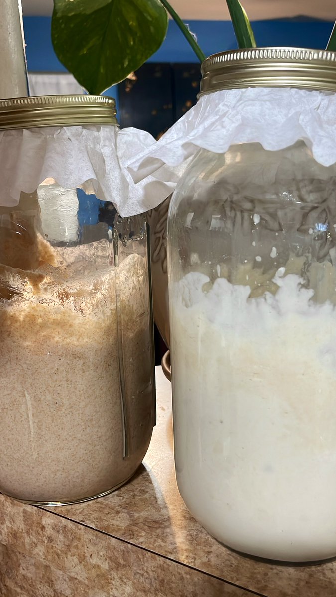 With my learning sourdough, I am working on two starters now. One will be regular, utilizing <a href="/BobsRedMill/">Bob's Red Mill</a> flour and the other utilizing their whole wheat flour. My goal is a honey wheat bagel.