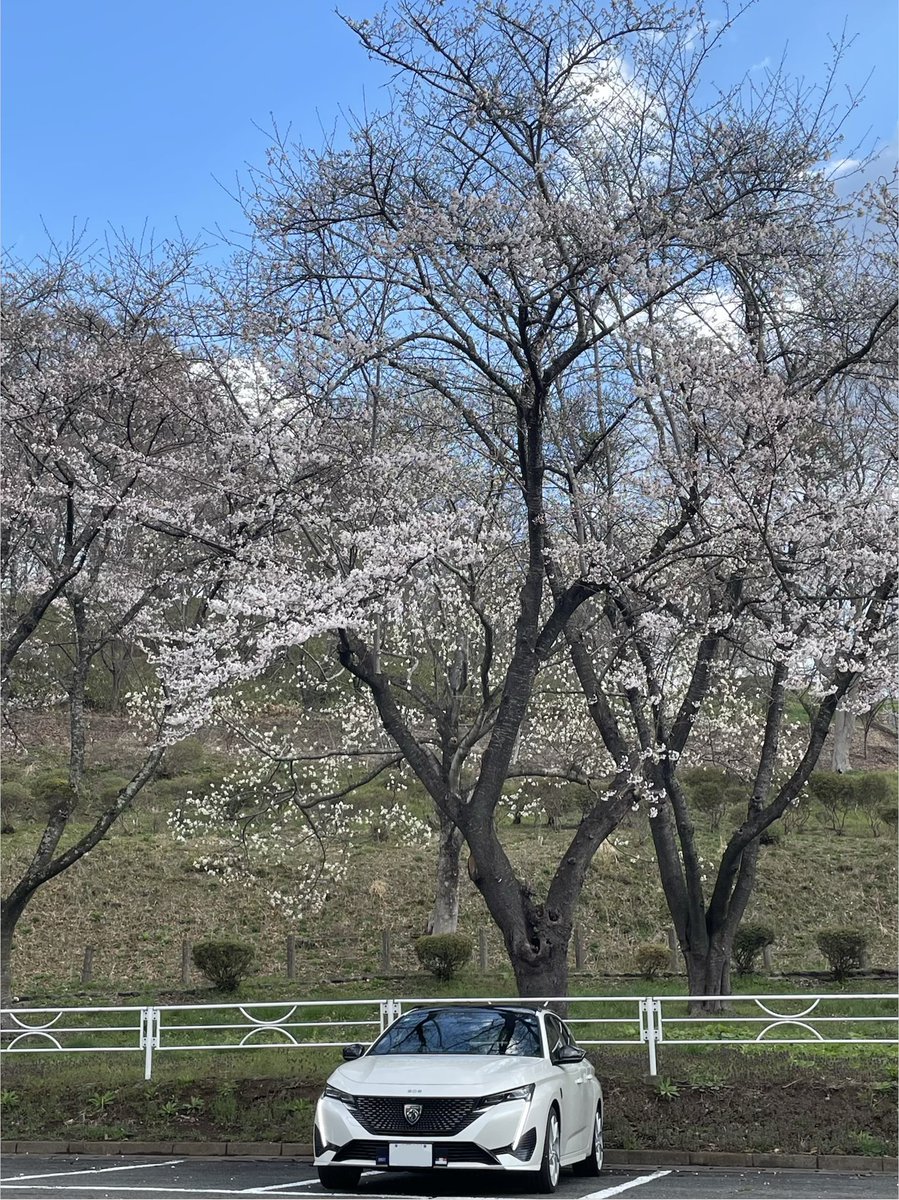 #桜と愛車
#プジョーライフ 

まだ3〜5分咲きといったところでしょうか🌸
けどやっぱり開花が年々早くなってる気がする…