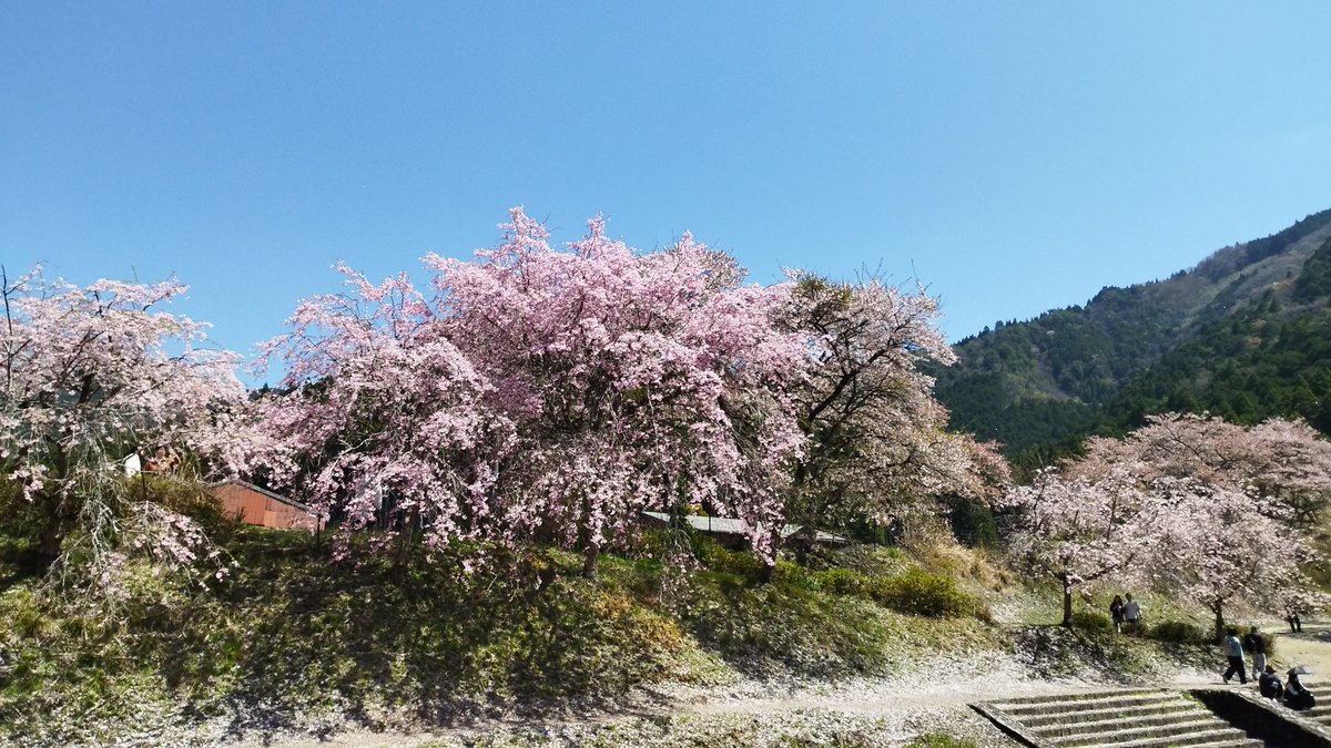Halcyon0907's tweet photo. 鮎川千本桜
#エストレア https://t.co/OVf3zdc00Z