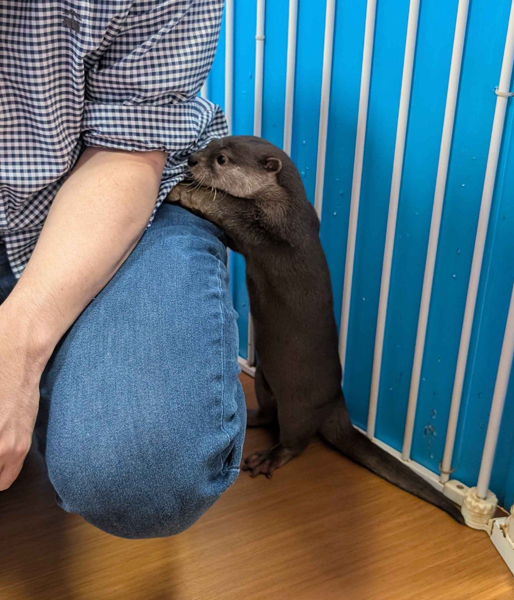 ハンディ tweet media