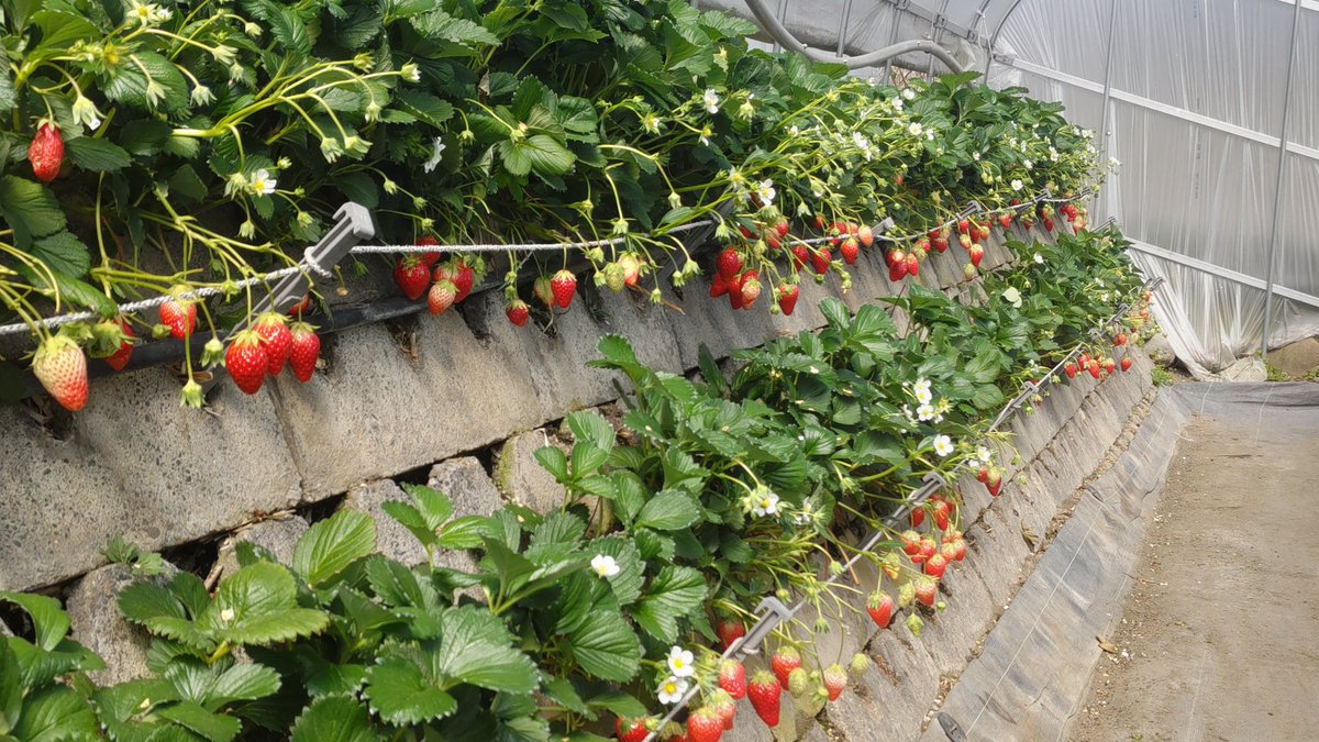 よしりん(555 tweet media