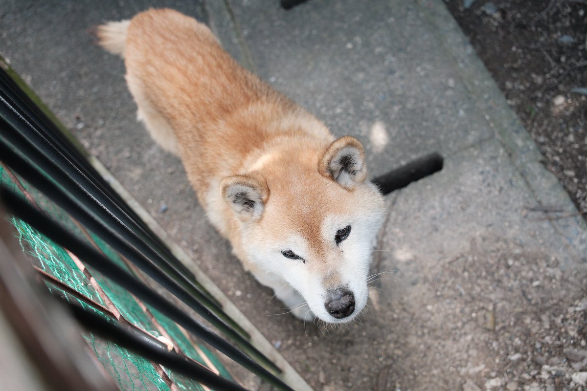 柴犬せいちゃん🐕🌈 tweet media