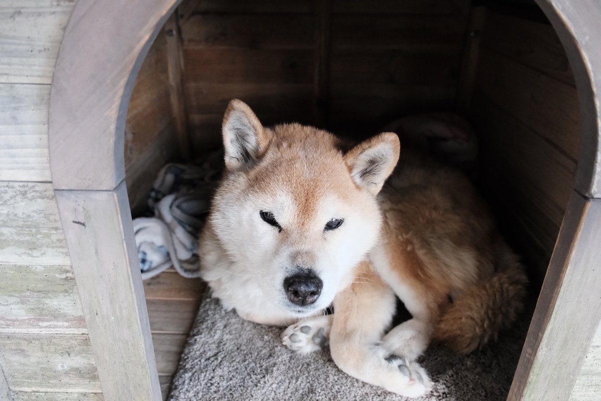 柴犬せいちゃん🐕🌈 tweet media