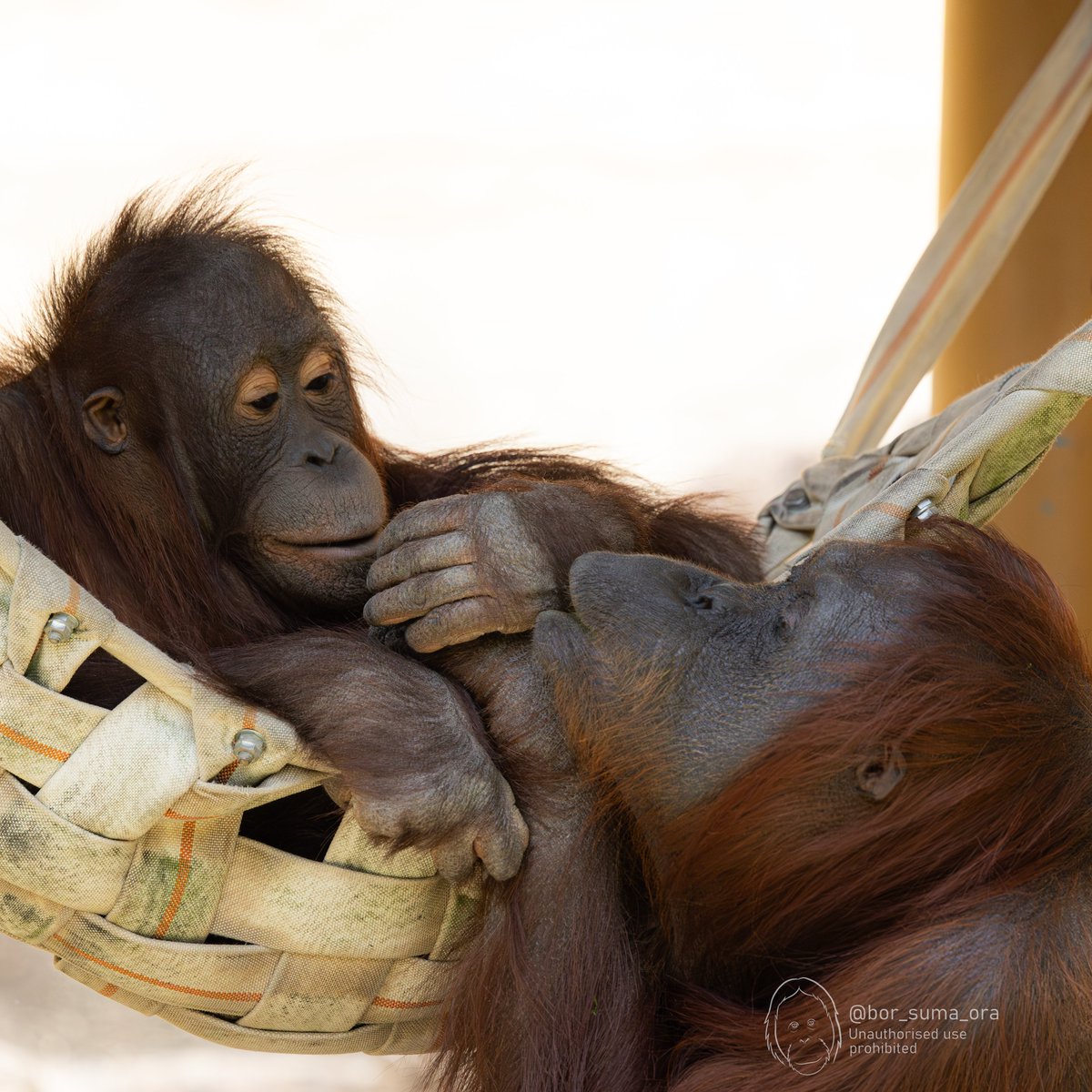 Bor-Ora-Suma-Ora 🦧 ボルオラスマオラ tweet media