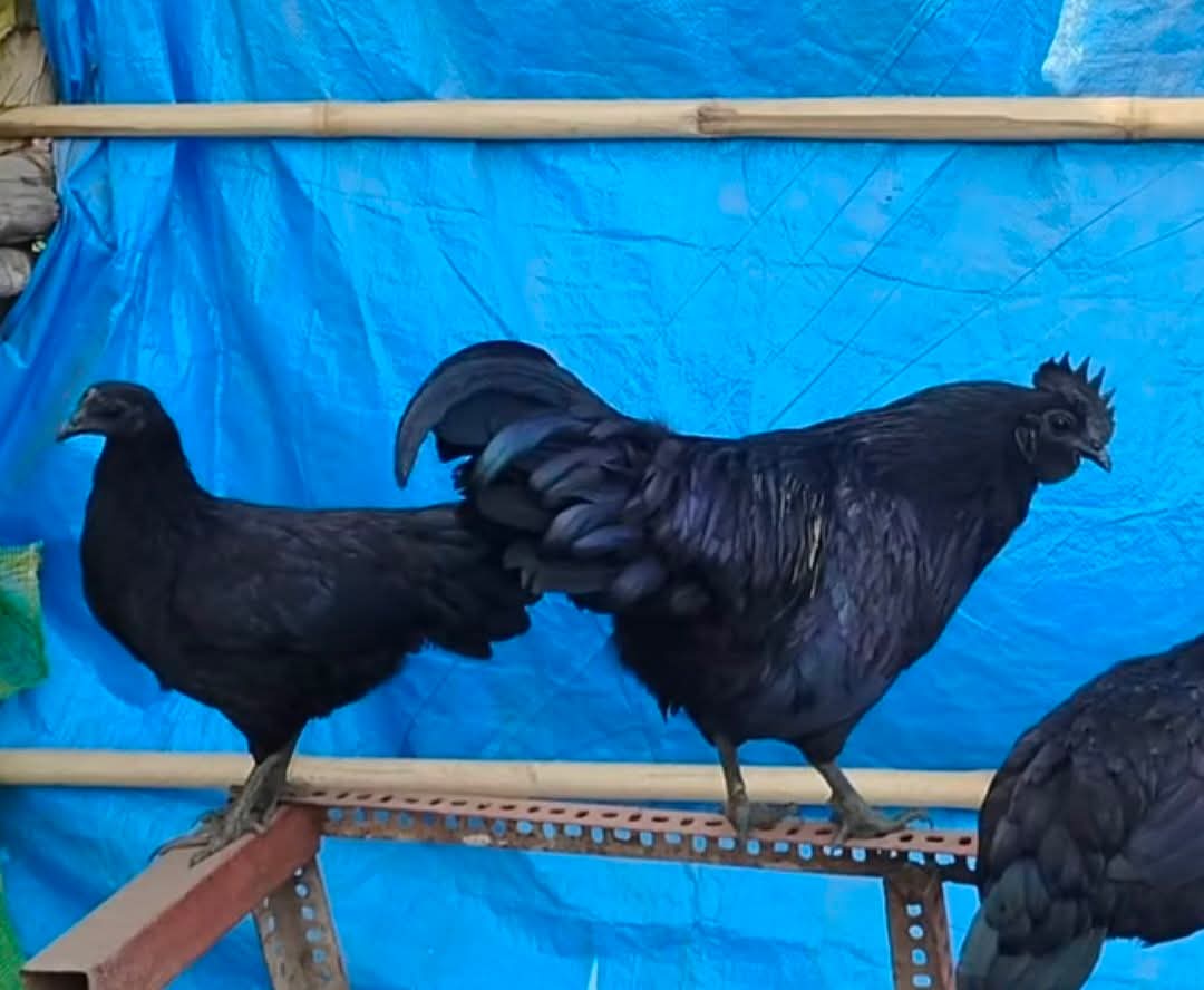 Sunil Astay tweet media