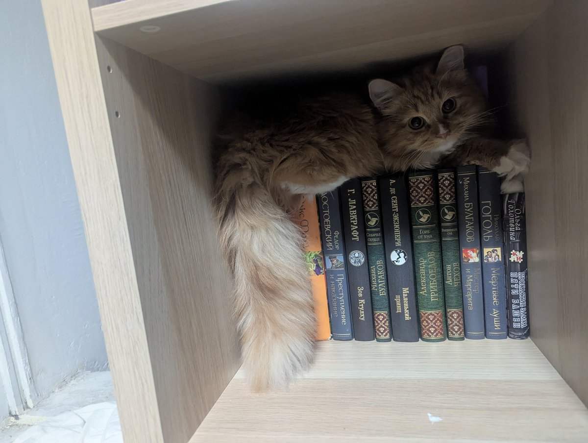Кот притворяется книгой 🤭