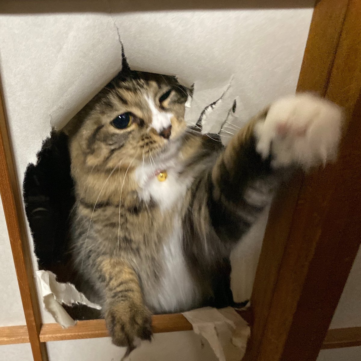 愛猫はポチ tweet media